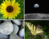 A Sunflower, The Moon, Rocks, and a Butterfly
